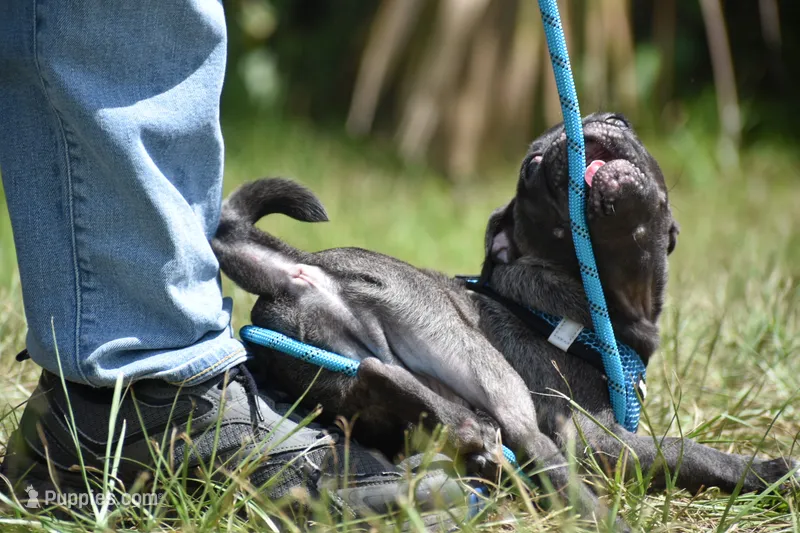 Dumplin – Pug puppy for sale in Palm Coast, FL