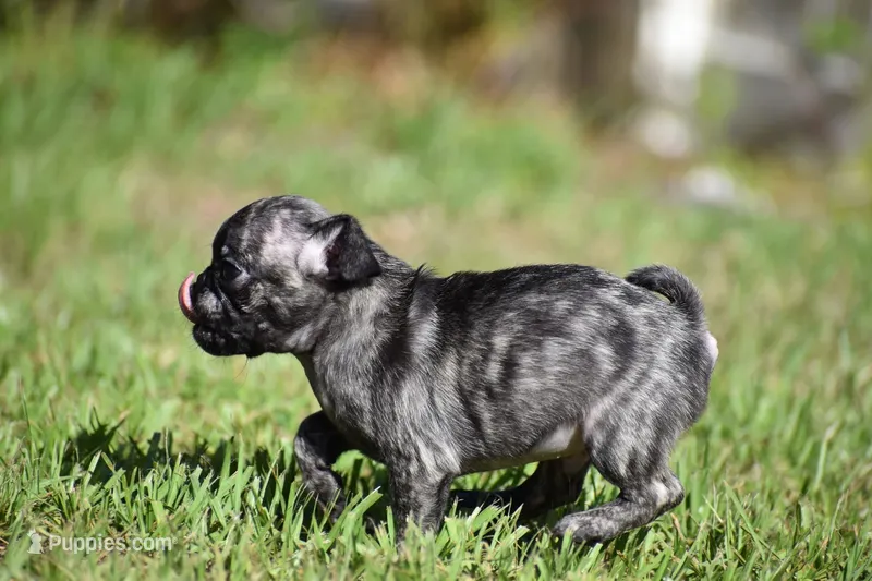 Butterbean – Pug puppy for sale in Palm Coast, FL