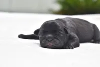 Daphne, a female Pug for sale in Palm Coast, FL – 4 of 5
