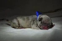 Peach Cobbler , a male Pug for sale in Palm Coast, FL – 1 of 5