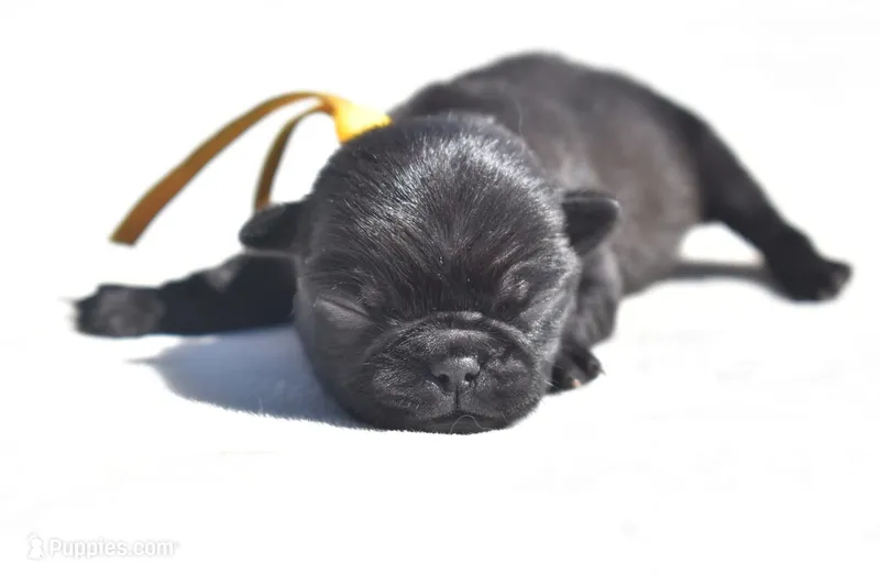 Puddin – Pug puppy for sale in Palm Coast, FL