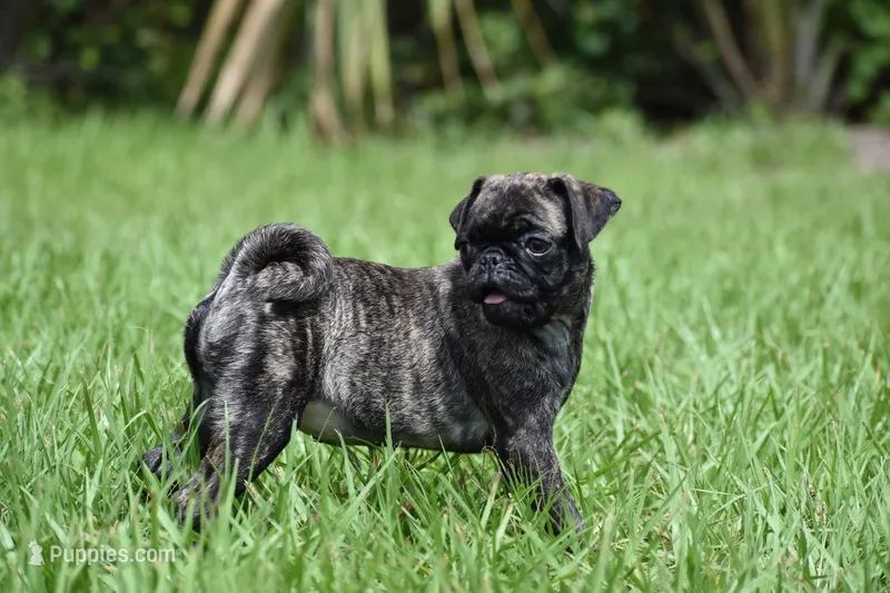 Maple Kiss  – Pug puppy for sale in Palm Coast, FL