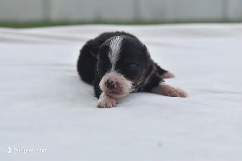 Dilly  – Toy Australian Shepherd puppy for sale in Palm Coast, FL