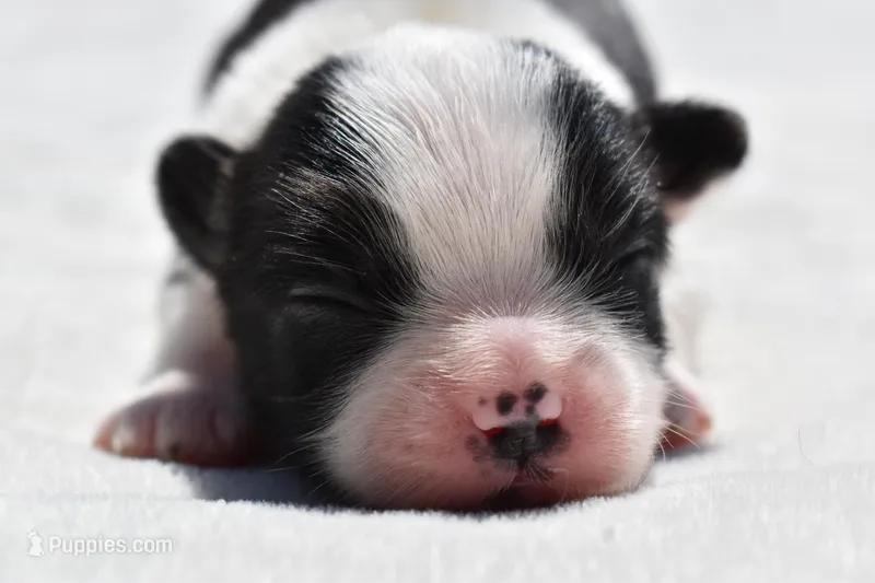 Lucky  – Shih Tzu, Toy Australian Shepherd puppy for sale in Palm Coast, FL