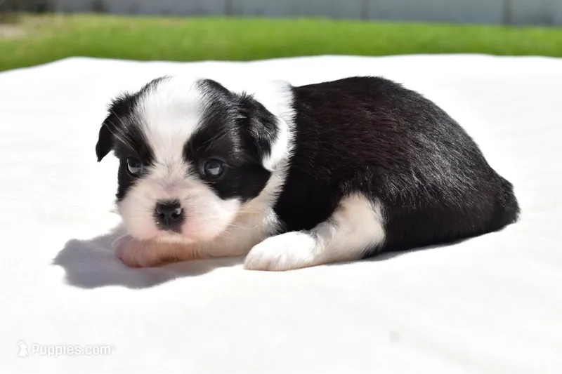 Lucky  – Shih Tzu, Toy Australian Shepherd puppy for sale in Palm Coast, FL