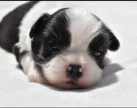 Lucky , a female Shih Tzu and Toy Australian Shepherd for sale in Palm Coast, FL – Photo 2 of 5