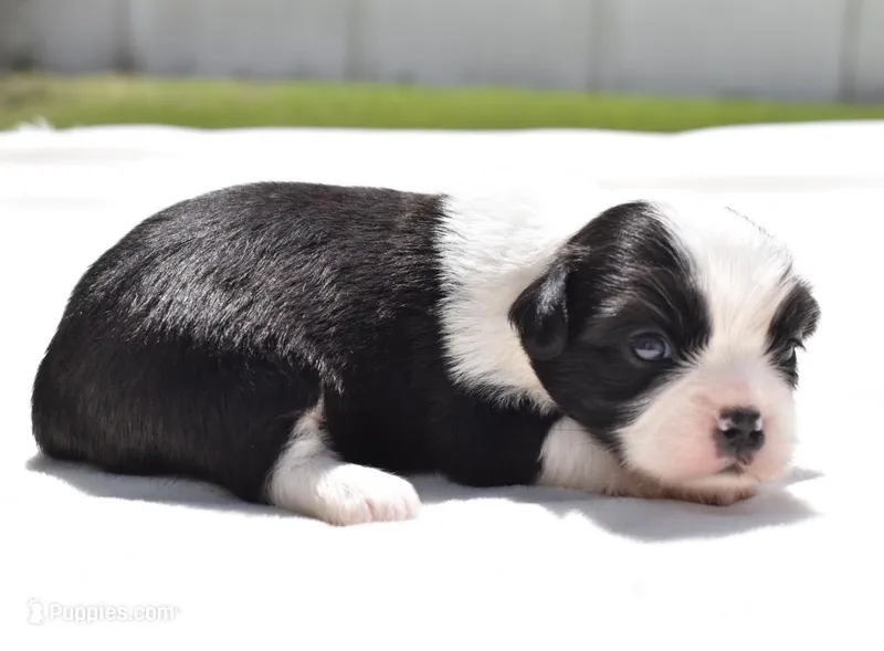 Lucky  – Shih Tzu, Toy Australian Shepherd puppy for sale in Palm Coast, FL