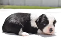 Lucky , a female Shih Tzu and Toy Australian Shepherd for sale in Palm Coast, FL – Photo 1 of 5