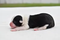 Lucky , a female Shih Tzu and Toy Australian Shepherd for sale in Palm Coast, FL – Photo 2 of 5