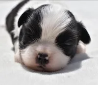 Lucky , a female Shih Tzu and Toy Australian Shepherd for sale in Palm Coast, FL – Photo 4 of 5