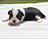Lucky , a female Shih Tzu and Toy Australian Shepherd for sale in Palm Coast, FL – Photo 3 of 5