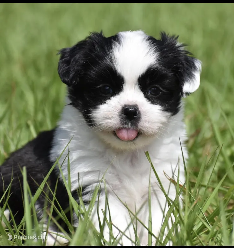 Lucky  – Shih Tzu, Toy Australian Shepherd puppy for sale in Palm Coast, FL