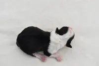 Lucky , a female Shih Tzu and Toy Australian Shepherd for sale in Palm Coast, FL – Photo 5 of 5