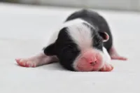 Lucky , a female Shih Tzu and Toy Australian Shepherd for sale in Palm Coast, FL – Photo 3 of 5