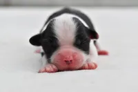 Lucky , a female Shih Tzu and Toy Australian Shepherd for sale in Palm Coast, FL – Photo 1 of 5