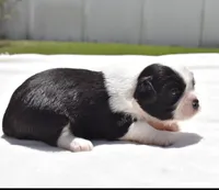 Lucky , a female Shih Tzu and Toy Australian Shepherd for sale in Palm Coast, FL – Photo 5 of 5