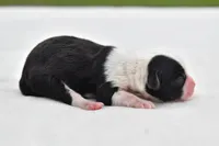 Lucky , a female Shih Tzu and Toy Australian Shepherd for sale in Palm Coast, FL – Photo 4 of 5