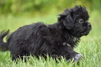 Paddy , a male Shih Tzu and Toy Australian Shepherd for sale in Palm Coast, FL – 8 of 9