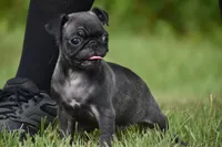 Dumplin, a male Pug for sale in Palm Coast, FL – 3 of 6