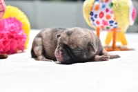 Bumble , a male Pug for sale in Palm Coast, FL – 5 of 6