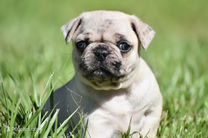 Maple Blue Eyes!  – Pug puppy for sale in Palm Coast, FL