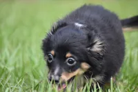 Peanut Butter , a male Toy Australian Shepherd for sale in Palm Coast, FL – 2 of 7