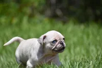 Peach Cobbler , a male Pug for sale in Palm Coast, FL – 3 of 5
