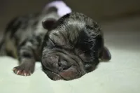 Sweet Tea , a female Pug for sale in Palm Coast, FL – 2 of 5