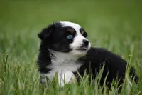 Orion, a male Toy Australian Shepherd for sale in Palm Coast, FL – 7 of 7