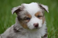 Luna, a female Toy Australian Shepherd for sale in Palm Coast, FL – 4 of 9
