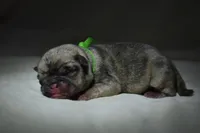 Corn Bread , a male Pug for sale in Palm Coast, FL – 4 of 4