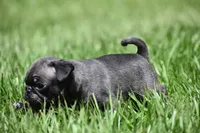 Dumplin, a male Pug for sale in Palm Coast, FL – 2 of 7