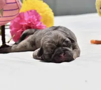 Buzz, a male Pug for sale in Palm Coast, FL – 2 of 6