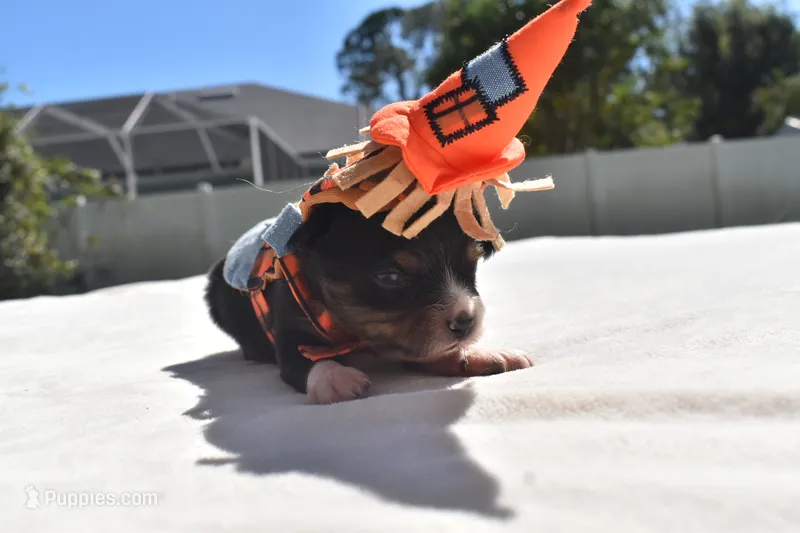 Pocus  – Toy Australian Shepherd puppy for sale in Palm Coast, FL