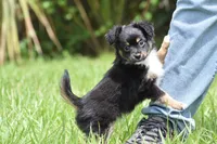 Peanut Butter , a male Toy Australian Shepherd for sale in Palm Coast, FL – 3 of 7