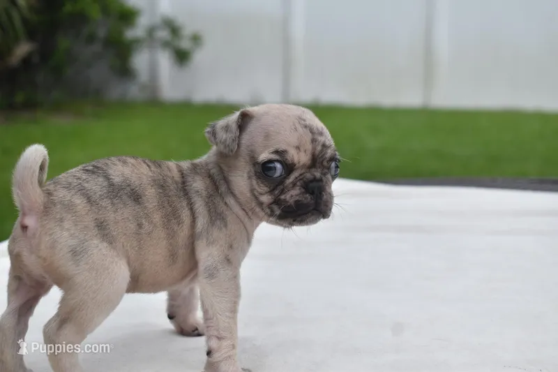 Corn Bread  – Pug puppy for sale in Palm Coast, FL