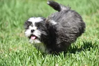 Horton , a male Shih Tzu for sale in Palm Coast, FL – 2 of 8