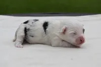 Jelly , a female Toy Australian Shepherd for sale in Palm Coast, FL – 6 of 6