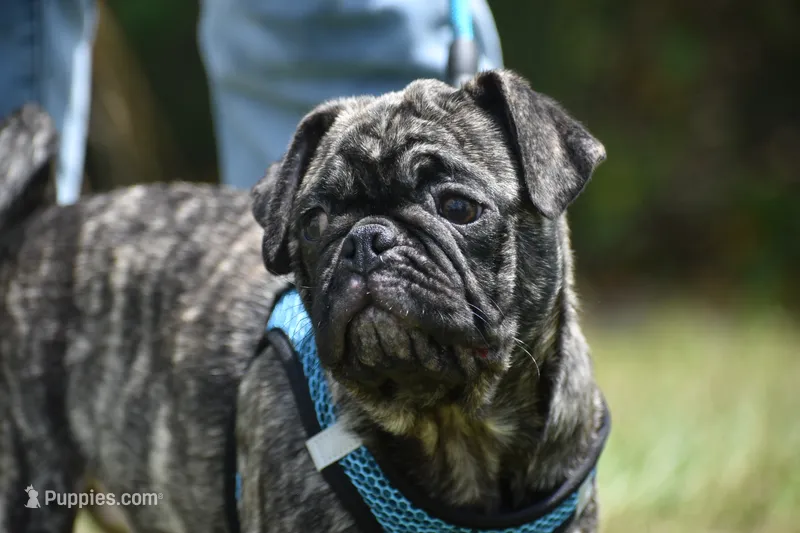 Caramel Drizzle  – Pug puppy for sale in Palm Coast, FL