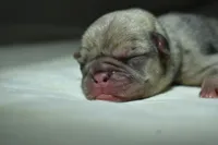 Peach Cobbler , a male Pug for sale in Palm Coast, FL – 3 of 5