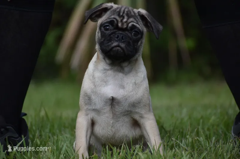Toffee Crunch – Pug puppy for sale in Palm Coast, FL