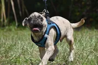 Buzz, a male Pug for sale in Palm Coast, FL – 7 of 8