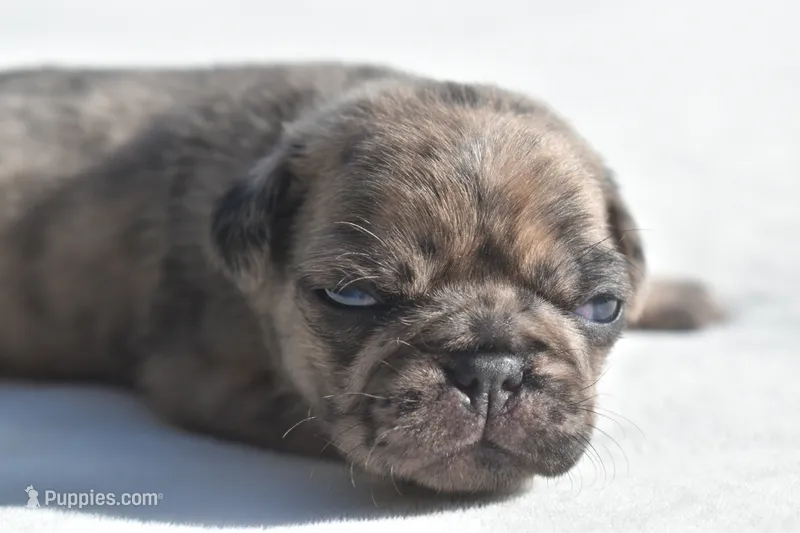 Buzz – Pug puppy for sale in Palm Coast, FL