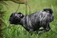 Butterbean, a male Pug for sale in Palm Coast, FL – 5 of 9
