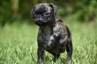 Maple Kiss , a female Pug for sale in Palm Coast, FL – 5 of 6
