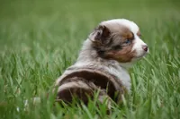 Luna, a female Toy Australian Shepherd for sale in Palm Coast, FL – 5 of 9