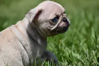 Peach Cobbler , a male Pug for sale in Palm Coast, FL – 5 of 5