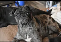 Dizzy , a female Pug for sale in Palm Coast, FL – 1 of 2