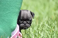 Dumplin, a male Pug for sale in Palm Coast, FL – 5 of 7