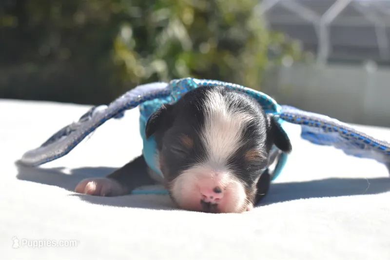 Hocus  – Miniature Australian Shepherd puppy for sale in Palm Coast, FL